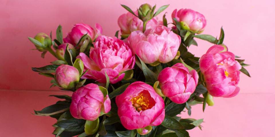 Photo pivoine